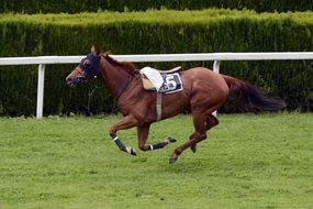brown horse at the race