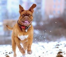 Dog on the snow