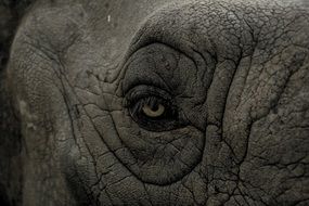 rhino eye close up