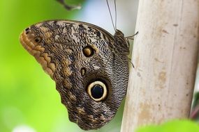 butterfly on a tree trunk in nature