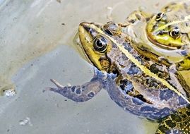 wild floating frogs in a water