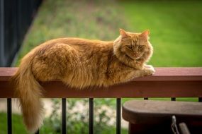 maine coon cat on the railing