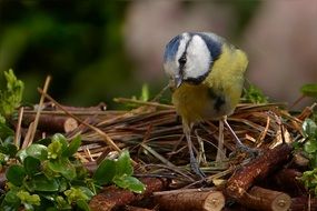 foraging blue tit