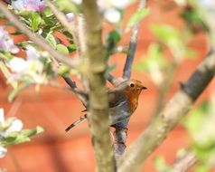 Beautiful and colorful robin bird on the tree