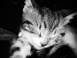 gorgeous Kitten