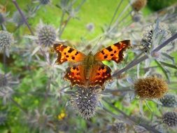 orange butterfly on a prickly plant close up