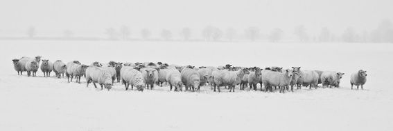 a flock of sheep on a pasture in winter