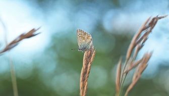 insect on a wheat field