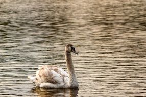 wonderful and beautiful Swan