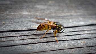 Close-up of the wasp