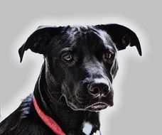 photo of a black dog with a red collar