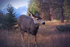 brown deer in wildlife