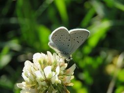 white moth on a fragrant flower