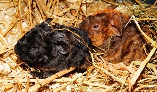 Currently Guinea pigs