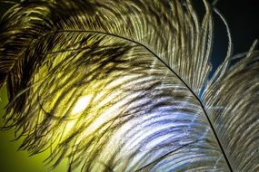 Strauss feather sun rays