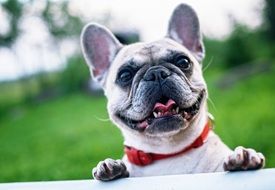 french bulldog among summer nature close up