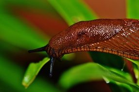 macro photo of the brown snail