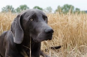 weimaraner dog in the field
