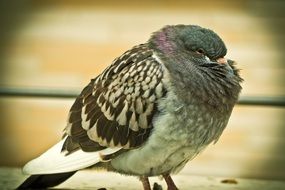 freezing dove close-up on blurred background