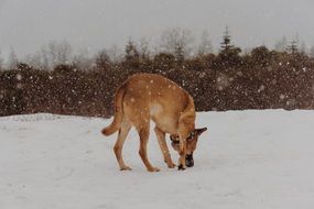 the dog is walking in the snow