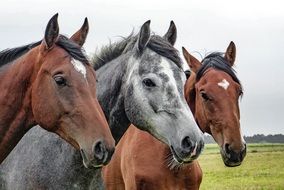 three horses' heads