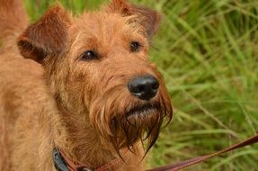 Irish terrier doggie