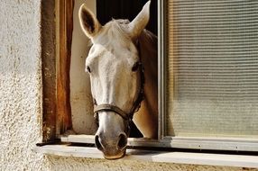 head of a horse in the window