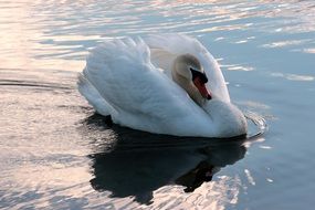 white elegant swan