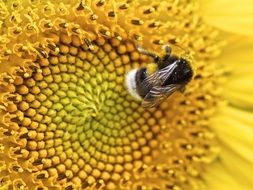 insect on a big yellow flower close up