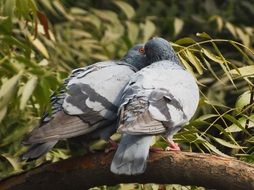 Birds Pigeons