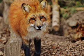 portrait of red fox in Wildpark Poing