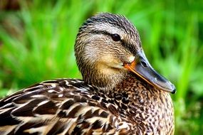 photo of the wet duck