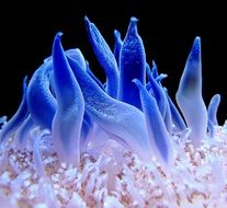 beautiful sea Anemone underwater