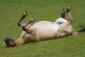 horse resting on the green grass