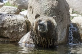 bear in water