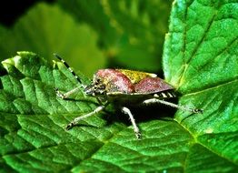 pluskwiak on a green leaf