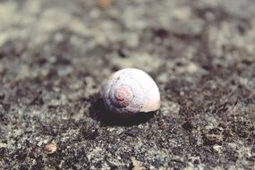 white shell on the ground