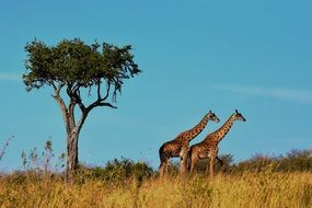 landscape with giraffes, tanzania, serengeti