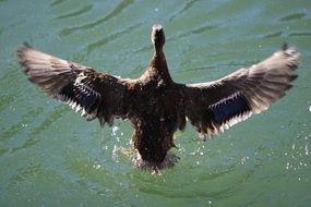 duck over the water