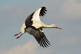 elegant Stork Flying in blue sky