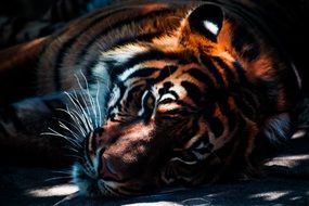 Wild Tiger lying