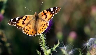 motley butterfly on the flower