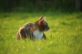 domestic cat on the green grass