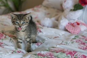 kitten in bed