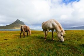 Horses on the grazing
