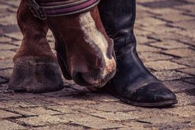 horse hoof