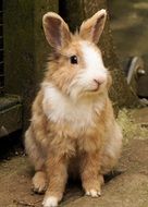 Rabbit in Sababurg castle