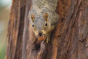 Squirrel on brown tree