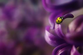 ladybug on purple flower