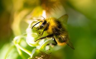 macro photo of a bee on green buds